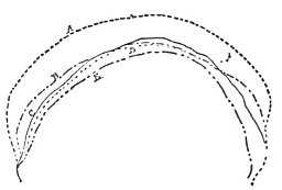 OUTLINES OF SKULLS OF DIFFERENT RACES.