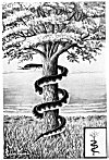 <I>The Tree and the Serpent</I>
