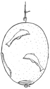 Figure 30. Ostrich Egg from Mycenæ