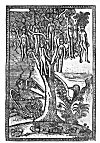 PLATE XIX. THE WAK WAK TREE<br> (From <i>Ta’rikh</i> al-Hind al-Gharbi. Constantinople, 1729)