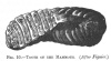 FIG. 10.—TOOTH OF THE MAMMOTH. (<i>After Figuier</i>.)