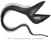 FIG. 77.—EURYPHARYNX PELIGANOIDES. (<i>From the Daheim</i>.)