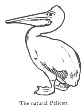 The natural Pelican.