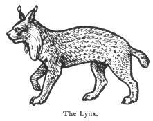 The Lynx.