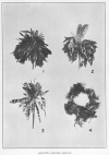 Plate 22. DIEGUEÑO FEATHER OBJECTS