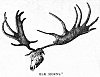 ELK HORNS