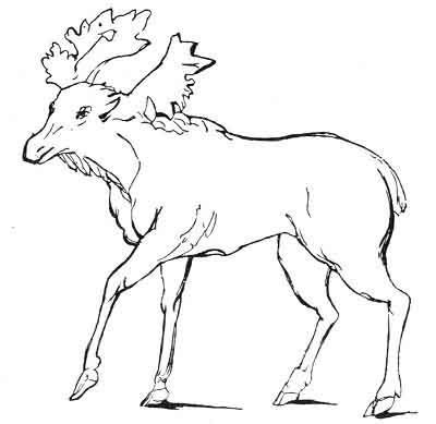 The ELK (Norse, ELG; Lapp, SARV), copied from ''The Natural History of Norway,'' by Pontoppidan, Bishop of Bergen. Gaelic, according to Armstrong, LON.</P>
 <P>EILID, according to translators of the Bible, ''Ossian,'' and modern poets, means a hind or roe. 