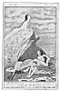 SEAL-FOLK LISTENING TO A MERMAID'S SONG<BR>
 <I>From a drawing by John Duncan, A.R.S.A</I>.