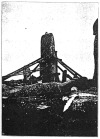 FIG. 22.—The leaning stone upright before the struts were removed.