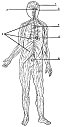 FIG. 3.--THE NERVOUS SYSTEM.