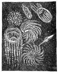 Organic Wark, Public Domain Image