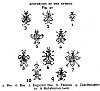 APOTHEOSIS OF THE SYMBOL<br> Fig. 40<br> 4. Bee 6. Bee 7. Imperial Bee 8. Fleuron 9. Charlemagne 10. A Babylonian Gem