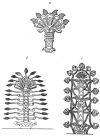 FIG. 63. CONVENTIONAL TREES OF ASSYRIAN BAS-RELIEFS.