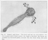 Fig. 18. Astané's ugly beast.